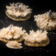 Image: Peter Holderness/Caltech